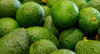 Awokado Hass 1 kg - Cena 9 €