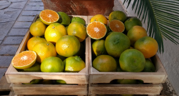 Mandarynki ClemenPons 12 kg - Cena 44 €
