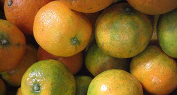 Mandarynki Clemenrubi 15 kg