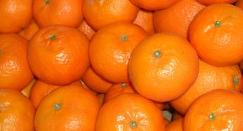 Mandarynki Clementina 12 kg - Cena 44 €