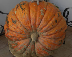 Kup dynie - Valencia pumpkins online