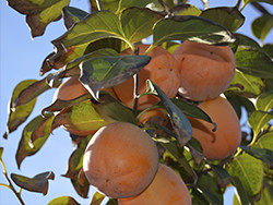 Kup kaki online - Valencia persimmons online