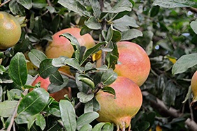 Kup granaty online - Valencia pomegranates online