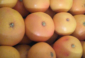 Kup grejpfruty - Valencia grapefruits online