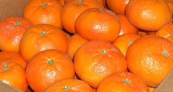 Mandarynki późne 15 kg