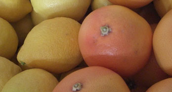 Mieszana cytryny i grejpfruty 18 kg - Cena 50 €