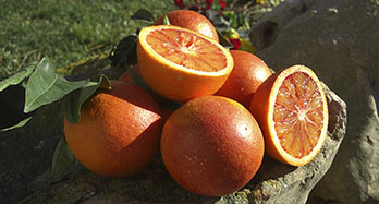 Pomarańcze czerwone Sanguinelli 15 kg - Cena 44 €