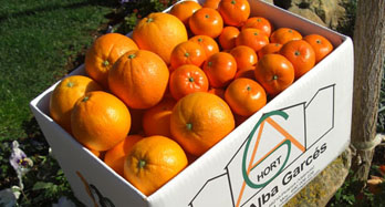 Mieszana Washington Hernandina 18 kg - Cena 50 €